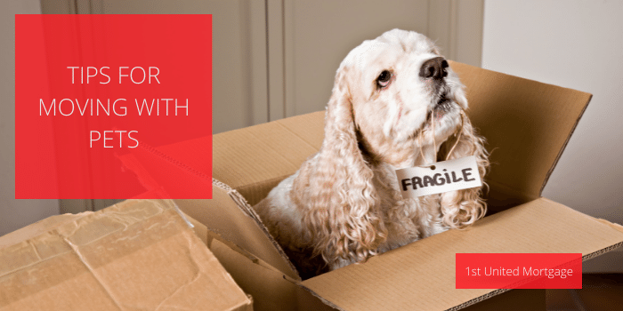 Tips for moving with pets